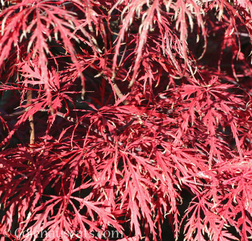 Red Threadleaf Japanese Maple, pre-Winter 2024 © Colehauscats.com