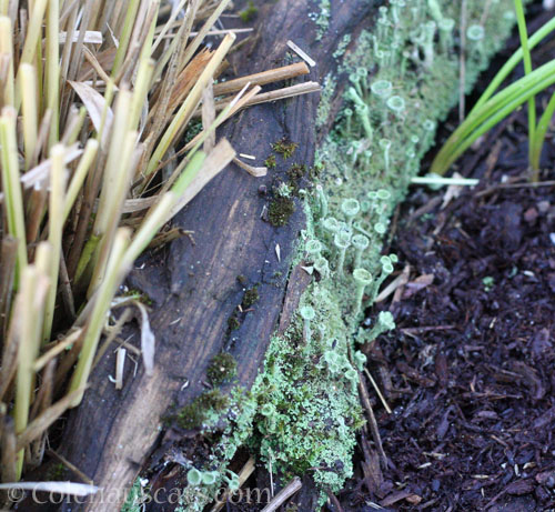 Fungi on log, pre-Winter 2024 © Colehauscats.com