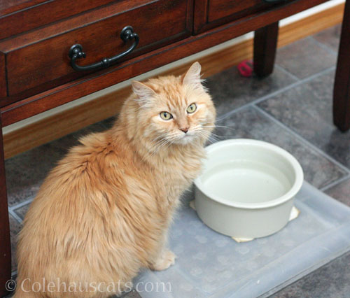 Pia unhappy with water bowl © Colehauscats.com