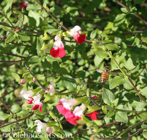 Salvia Hot Lips with Bee friend, pre-Winter 2024 © Colehauscats.com