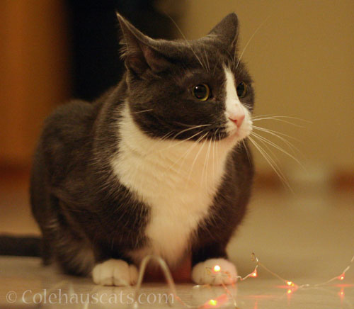 Tessa insists one holiday at a time © Colehauscats.com