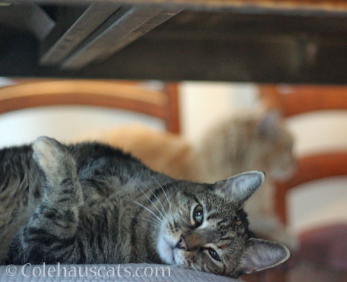 Viola and Pia under the table © Colehauscats.com