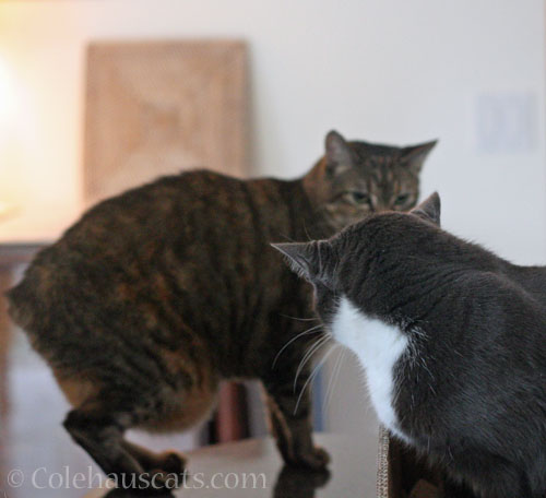 Viola and Tessa @ Colehauscats.com