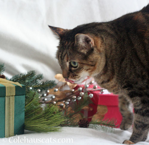 Looking for a tasty holiday prop © Colehauscats.com