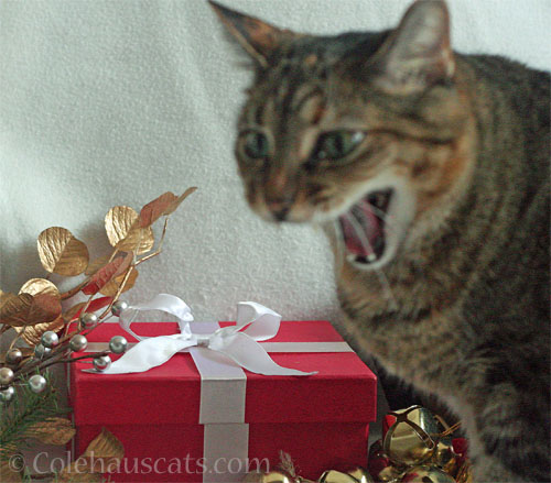 A Viola holiday song © Colehauscats.com