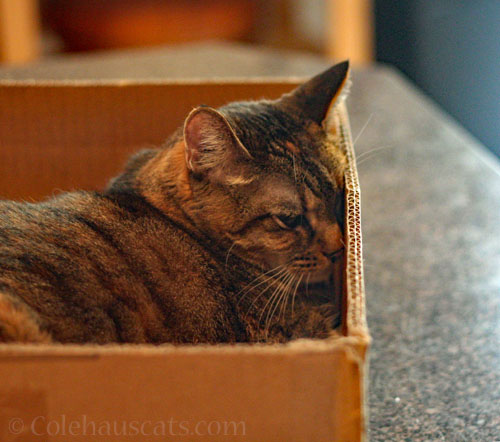 Viola in her box © Colehauscats.com