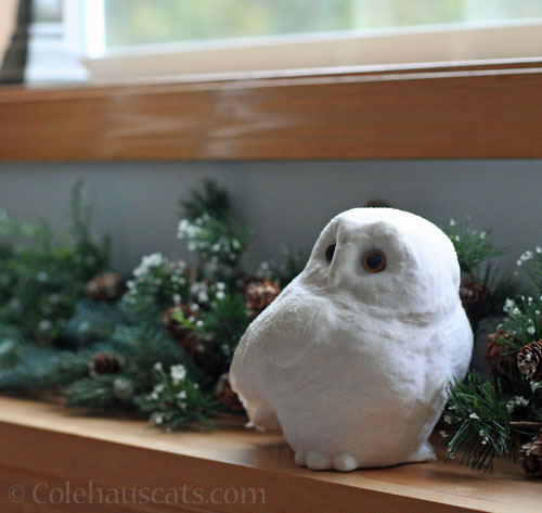 The snowy owl, 2025 © Colehauscats.com