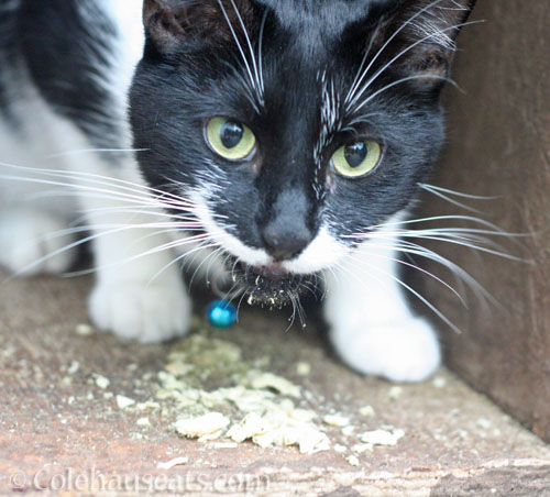 Neighborhood visitor Blueberry, 2024 © Colehauscats.com