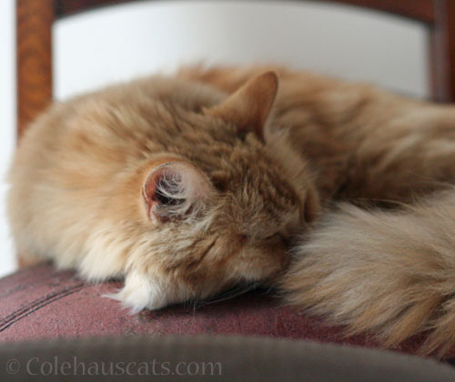 Pia chair napping © Colehauscats.com