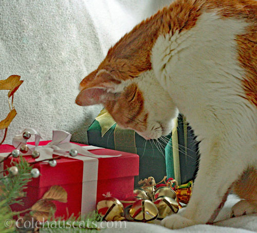 Quint listens to the bells © Colehauscats.com