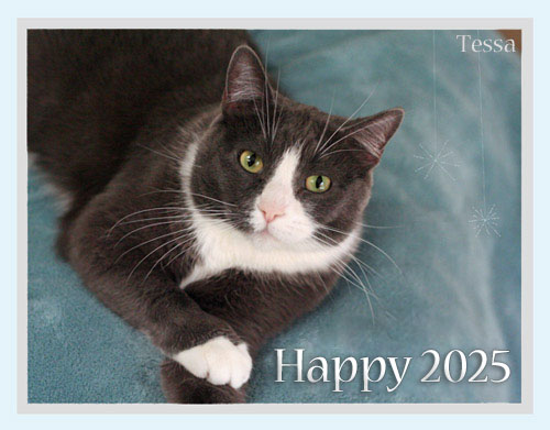 Happy 2025 with Tessa © Colehauscats.com