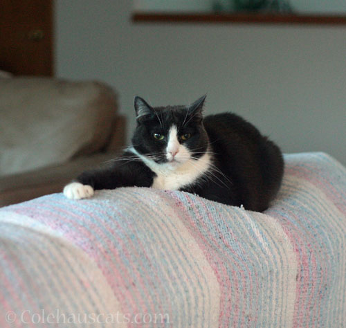 Tessa claims the winter blanket © Colehauscats.com