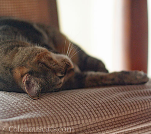 Viola takes a chair nap © Colehauscats.com