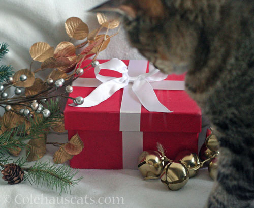 Bells are jingling © Colehauscats.com