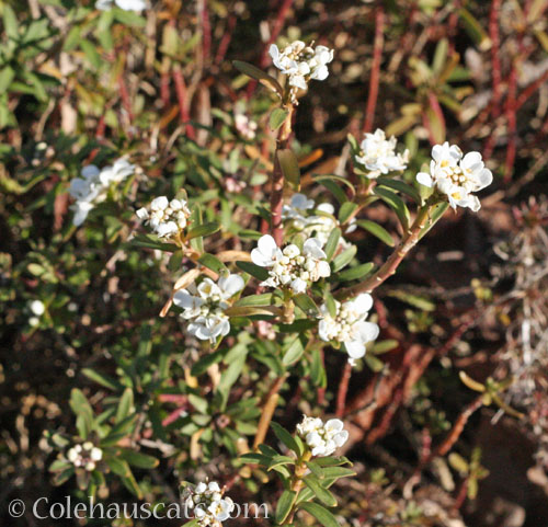 Candytuft, 2025 © Colehauscats.com