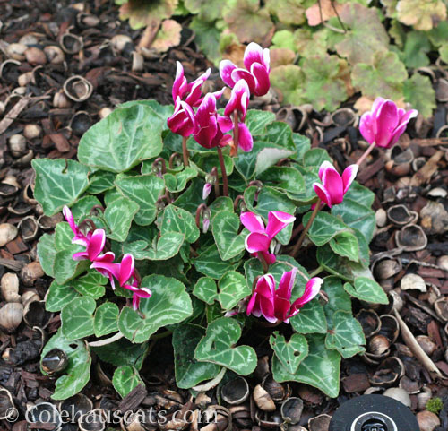 Cyclamen, Winter 2025 © Colehauscats.com