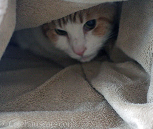 Hiding from noisy workers © Colehauscats.com