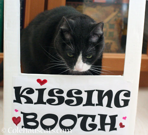 Kiss a Tuxie Day? © Colehauscats.com