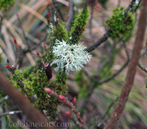 Lichen and moss, 2025 © Colehauscats.com