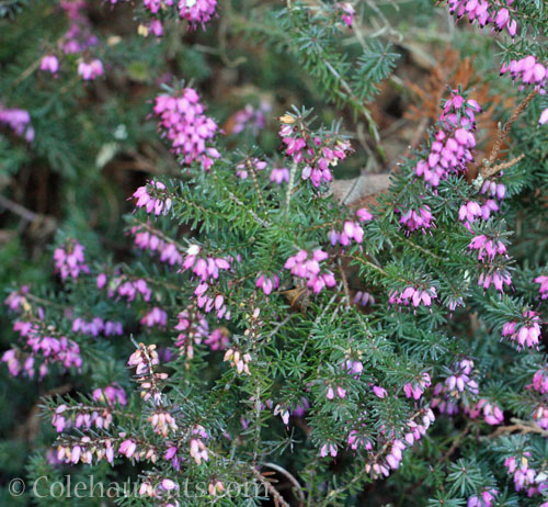 Pink winter heather, 2025 © Colehauscats.com