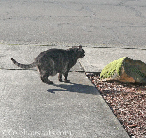 Neighborhood visitor P © Colehauscats.com