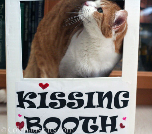 Quint kissing booth © Colehauscats.com