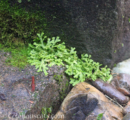 Reindeer moss, 2025 © Colehauscats.com