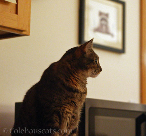 
Viola sees someone © Colehauscats.com