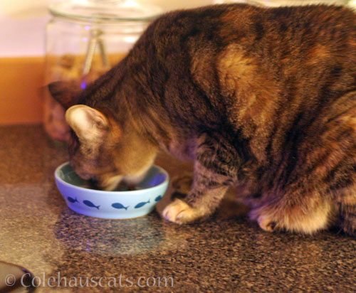 Viola with Tessa's breakfast bowl © Colehauscats.com