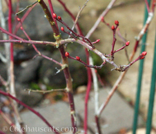 Blueberry buds, Almost Spring © Colehauscats.com