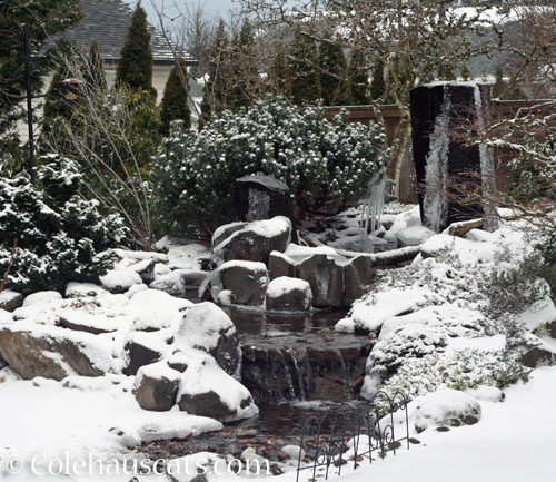 Backyard fountain in snow, February 13, 2025 © Colehauscats.com