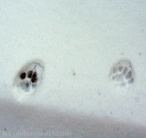 A visitor in snow, February 13, 2025 © Colehauscats.com