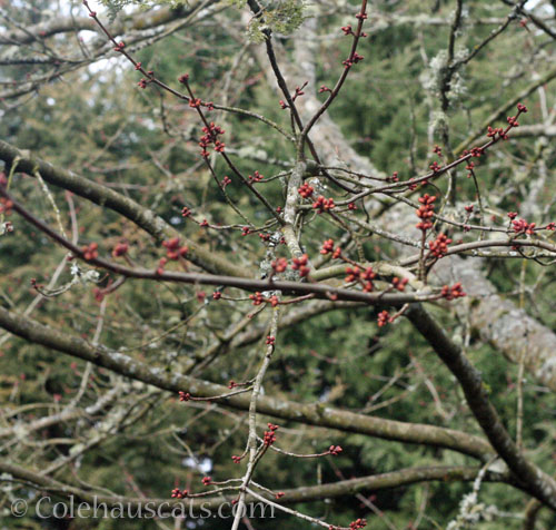 Maple buds, Almost Spring 2025 © Colehauscats.com