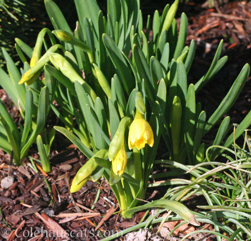 Daffodils, Tete a Tete, Almost Spring 2025 © Colehauscats.com