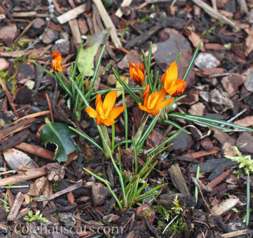 Orange Crocus, Almost Spring 2025 © Colehauscats.com