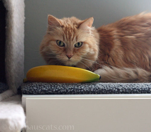 Pia and banana © Colehauscats.com