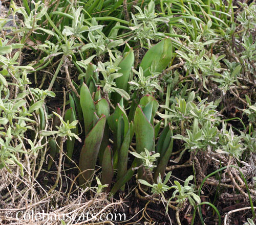 Tulips, Almost Spring 2025 © Colehauscats.com