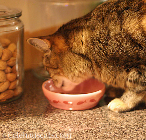 
Viola and the pink breakfast bowl © Colehauscats.com