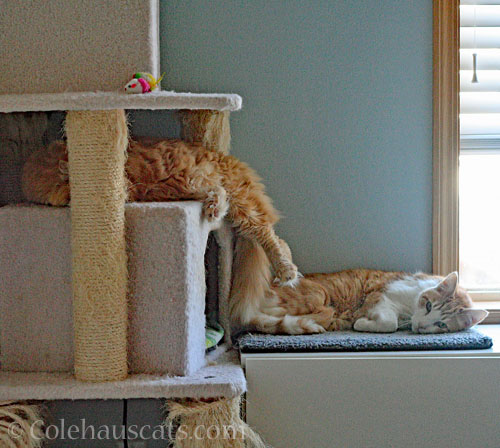 Pia and Quint napping © Colehauscats.com