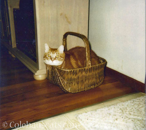 Arie, November 1997 © Colehauscats.com