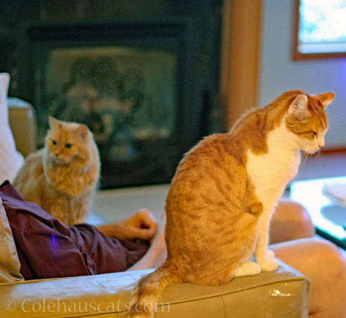 Dad, Pia, and patient Quint © Colehauscats.com