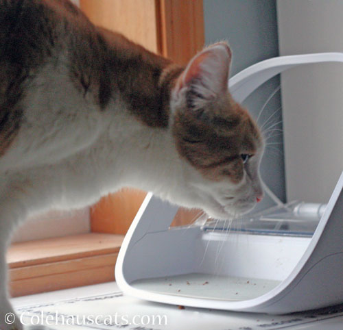 Quint inspects Tessa feeder © Colehauscats.com