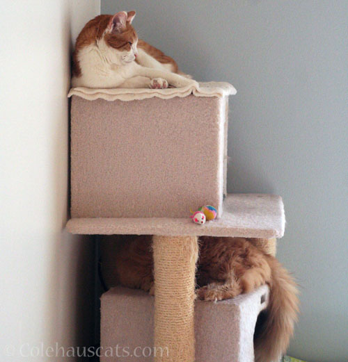 Quint on top, Pia tucked in © Colehauscats.com