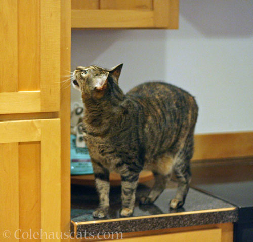 Viola © Colehauscats.com
